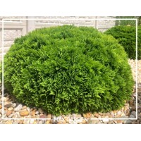 Tuja západná - Thuja occidentalis ´Danica´ Co2L  15/20