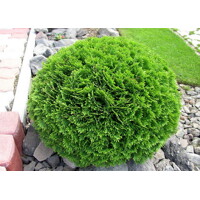 Tuja západná - Thuja occidentalis ´Danica´ Co2L  15/20