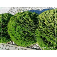 Tuja západná - Thuja occidentalis ´Danica´ Co2L  15/20