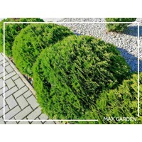 Tuja západná - Thuja occidentalis ´Danica´ Co2L  15/20