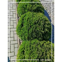 Tuja západná - Thuja occidentalis ´Danica´ Co2L  15/20
