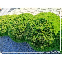 Tuja západná - Thuja occidentalis ´Danica´ Co2L  15/20