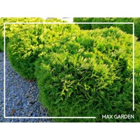 Tuja západná - Thuja occidentalis ´Danica´ Co2L  15/20