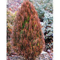 Tuja východná - Thuja orientalis ´Morgan´ Co2L  20/25
