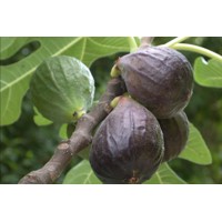 Figovník - Ficus carica ´Violette de Sollies´ 25/30 Co2L