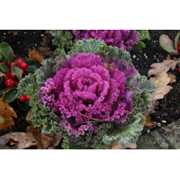 Brassica Sierkool