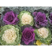 Brassica Sierkool