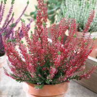 Vres obyčajný - Calluna BEAUTY LADIES® Rood