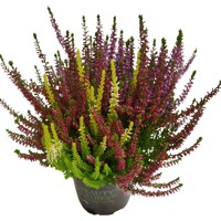 Vres obyčajný - Calluna BEAUTY LADIES® Rood