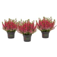 Vres obyčajný - Calluna BEAUTY LADIES® Rood