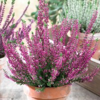 Vres obyčajný - Calluna BEAUTY LADIES®  Paar