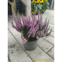 Vres obyčajný - Calluna BEAUTY LADIES®  Paar