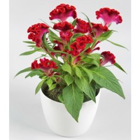 Celosia Cr Twist