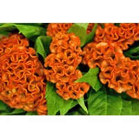 Celosia Cr Twist