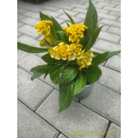 Celosia Cr Twist