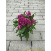 Celosia Cr Twist