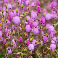 Daboecia ´Cantabrica rose´