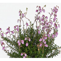 Daboecia ´Cantabrica rose´
