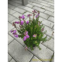 Daboecia ´Cantabrica rose´