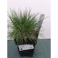 Festuca glauca P10,5