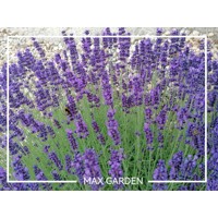 Levanduľa úzkolistá  -  Lavandula angustifolia 'Esence Purple'  P23 35/40