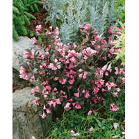 Vajgela kvetnatá ''Nana Variegata' - Weigela florida 'Nana Variegata'  Veľkosť: 20-30 , Co2L
