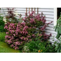 Vajgela kvetnatá ''Nana Variegata' - Weigela florida 'Nana Variegata'  Veľkosť: 20-30 , Co2L