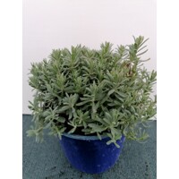 Levanduľa úzkolistá  -  Lavandula angustifolia 'Hidcote Blue'  P14, CO1,5L