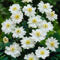 Anemone Fantasy ´Snow Angel´  Co2