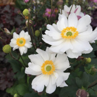Anemone Fantasy ´Snow Angel´  Co2