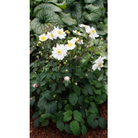 Anemone Fantasy ´Snow Angel´  Co2