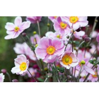 Anemone Fantasy ´Light Purple´  Co2