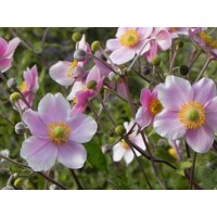 Anemone Fantasy ´Light Purple´  Co2