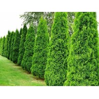 Tuja západná Smaragd- Thuja Occidentalis ´Smaragd´ 125/150