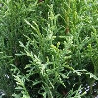 Tuja západná Smaragd- Thuja Occidentalis ´Smaragd´ 125/150