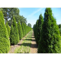 Tuja západná Smaragd- Thuja Occidentalis ´Smaragd´ 125/150