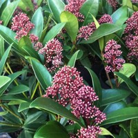 Skimia japonská' Rubella ' - Skimmia japonica ' Rubella' P15