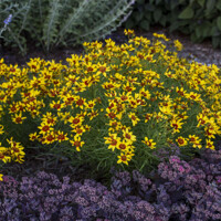 Coreopsis verticillata  SPICE® 'Curry Up' P15
