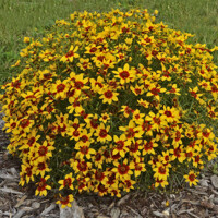 Coreopsis verticillata  SPICE® 'Curry Up' P15