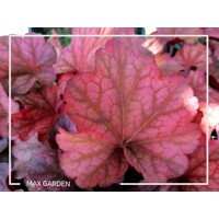 Heuchera  ’Coralberry´ P13  5/10