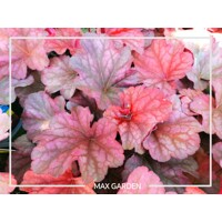 Heuchera  ’Coralberry´ P13  5/10