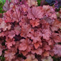 Heuchera  ’Coralberry´ P13  5/10