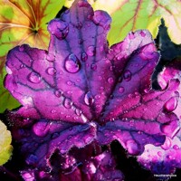 Heuchera  ’Forever Purple´ P13  5/10