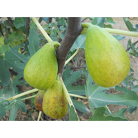 Ficus carica ´Dalmatie´ KM 100/120