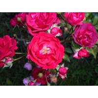 Ruža  - Rosa 'The Fairy'  Veľkosť: 15-20 ,  K1,5  - tmavo ružová