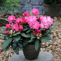 Rododendrón - Rhododendron Yakushimanum 'Kalinka'  Veľkosť: 30-40