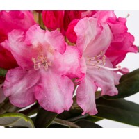 Rododendrón - Rhododendron Yakushimanum 'Marlis'  Veľkosť: 30-40, K4