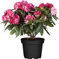 Rododendrón - Rhododendron Yakushimanum 'Percy Wiseman'  Veľkosť: 30-40, K4