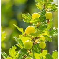 Egreš biely -  Ribes uva-crispa  'Hinnonmaeki Geel'  Veľkosť: 40 , RK2