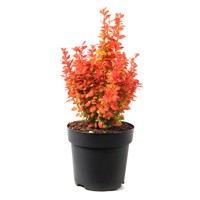  Dráč Thunbergov - Berberis thunbergii ´Orange Ice´ Co2L 20/30